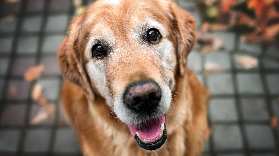 The Golden Years: Why Senior Dogs Are the Best Companions You Didn’t Know You Needed