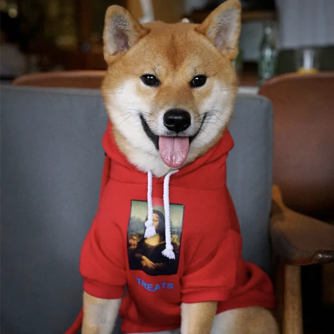 Fashion Dog Hoody