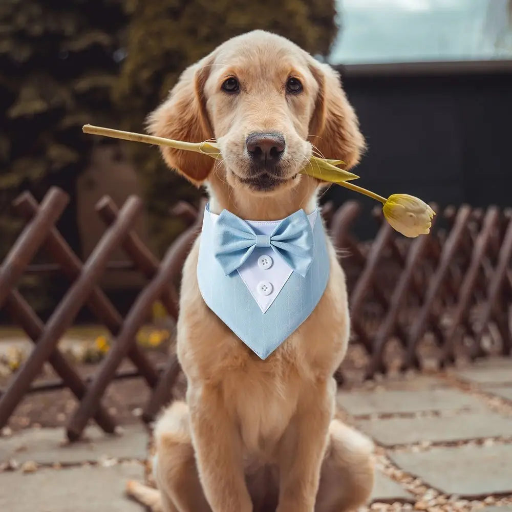 Tuxedo Bow Tie for Your Canine Connoisseur